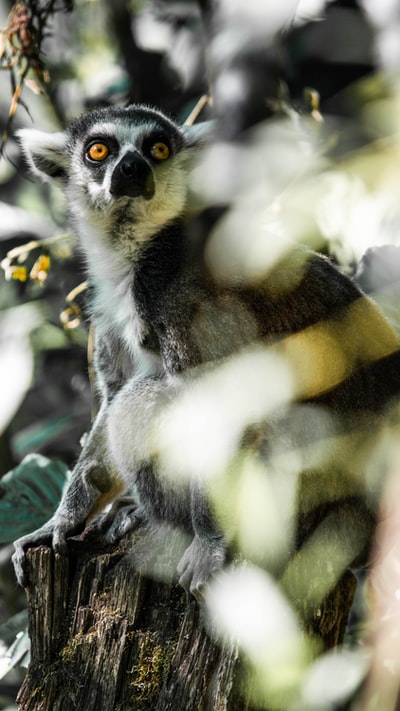 The lemur close-up photography
